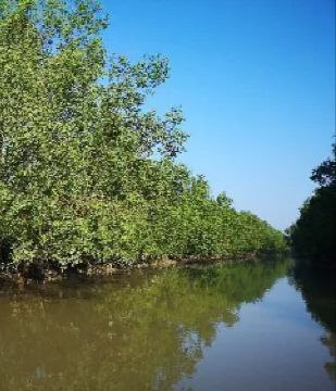 Mangroves
